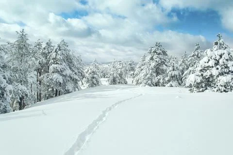 Landscape of winter snow forest trail. Divcibare mountain, Serbia. Stock Photos