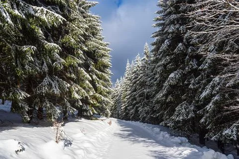 Landscape in winter time in the Thuringian Forest near Schmiedefeld am Rennst Stock Photos