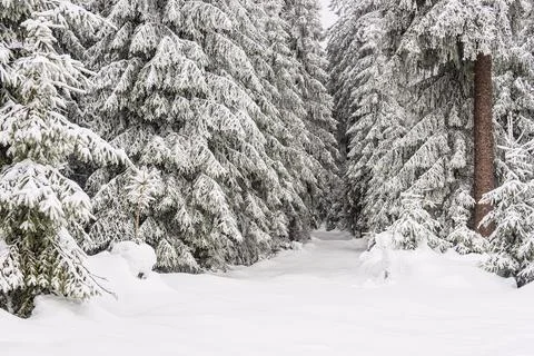 Landscape in winter time in the Thuringian Forest near Schmiedefeld am Rennst Stock Photos