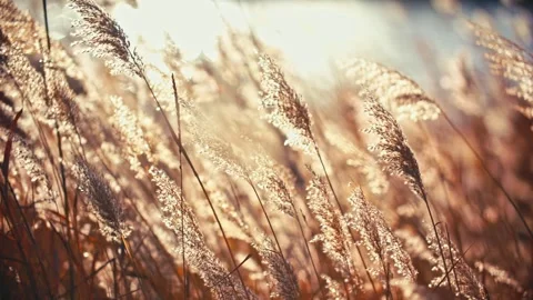 Landscape Of Withered Reed Grass In Foreground Swaying In Wind At Sunset Stockbeeldmateriaal 329743714