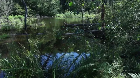 Landscape of woods pan V2 Stock-Footage 52993090