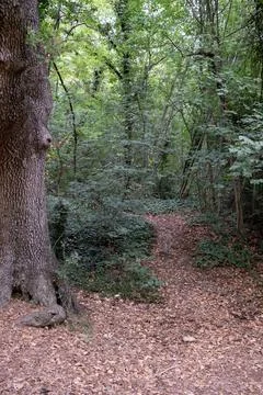 Landscape in the woods Stock Photos