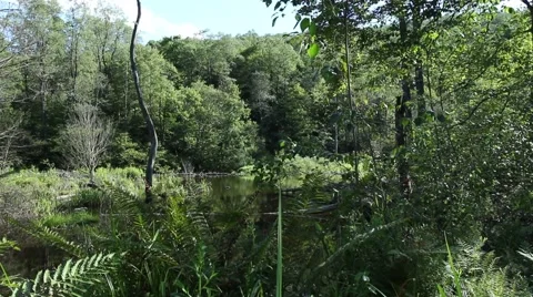 Landscape of woods static V1 Stock-Footage 52993133