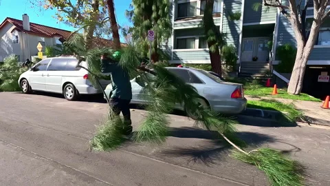 Landscape workers trimming trees and dispose branches using power machinery Stock Footage 231650757