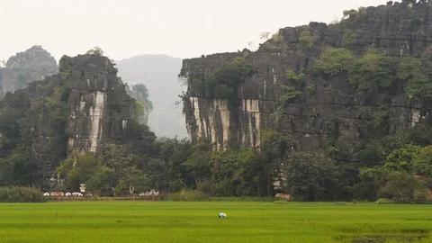 Landscape of workers working on rice fields in between mountains at ninh binh Stock Footage 147352258