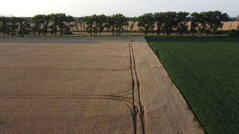 Landscape yellow fields of ripe wheat, field green agricultural plants highway Stock Footage 329499287