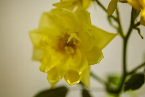 Landscape with a yellow rose with selective focus and blurred background Stock Photos