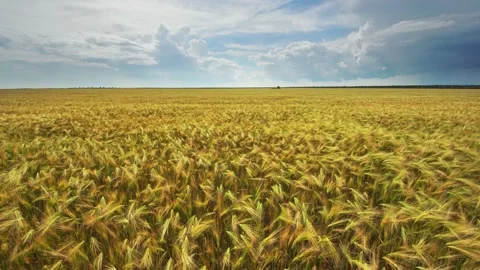 Landscape of yellow wheat crops. Video stock 171314642