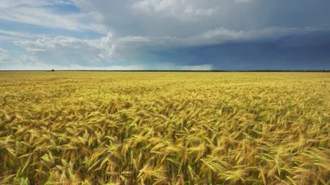 Landscape of yellow wheat crops. Video stock 171314715