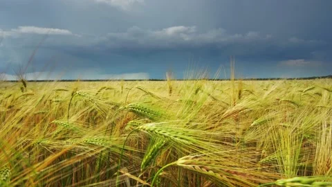 Landscape of yellow wheat crops. Video stock 171314721