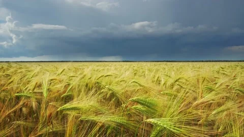 Landscape of yellow wheat crops. Video stock 171314741