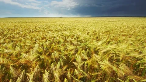 Landscape of yellow wheat crops. Video stock 171314776
