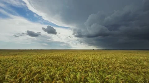Landscape of yellow wheat crops. Video stock 171314844