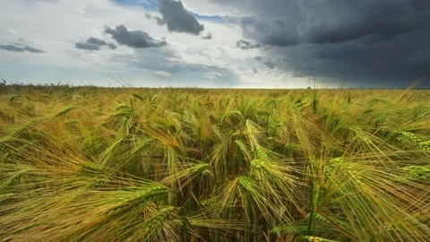 Landscape of yellow wheat crops. Video stock 171314871