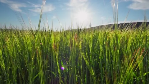 Landscape of yellow wheat crops. Video stock 171314902