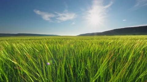 Landscape of yellow wheat crops. Video stock 171314923