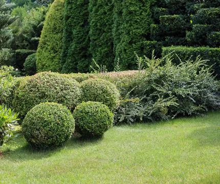 Landscaped garden creating topiary art with manicured green shrubs and trim.. Фото
