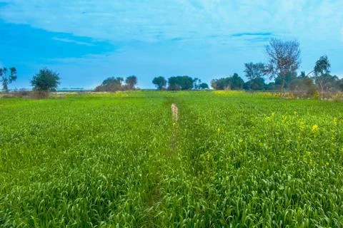 Landscape,green fields with blue sky. Stock Photos