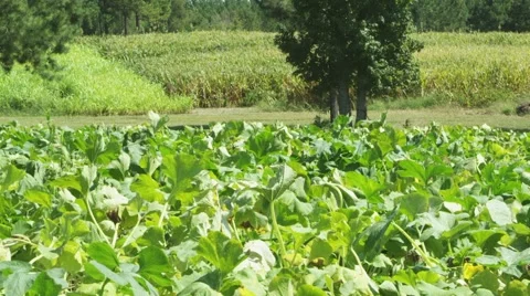 LANDSCAPE.PAN- UP - SUMMER Stock Footage 56556788