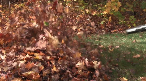 Landscaper blows back leaves off hill Stock Footage 44785756