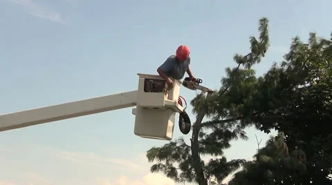 Landscaper man pruning tree, chain saw sound Stock Footage 56224653