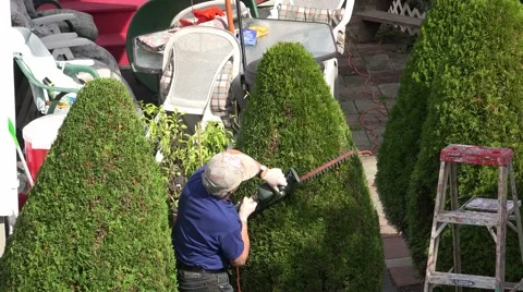 Landscaper pruning shrubs with hedge trimmer Video stock 42848712