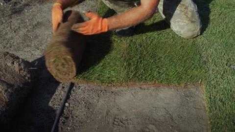 Landscaper rolling out fresh green sod turf on prepared ground in backyard .. Stock Footage 334592904