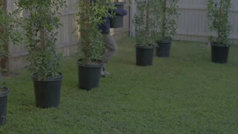 Landscapers moving trees on yard.mov Stock Footage 342294298