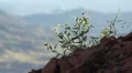 Landscapes From The American Southwest HD Footage