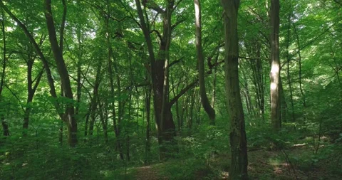 Landscapes  of beech forest Stock Footage 165830432