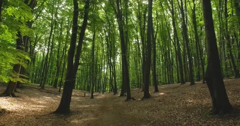 Landscapes  of beech forest Stock Footage 165830862