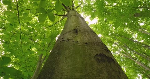 Landscapes  of beech forest Stock Footage 165832447