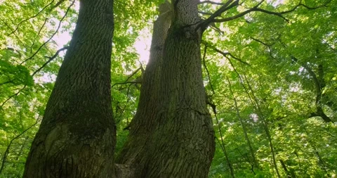 Landscapes  of beech forest Stock Footage 165832456