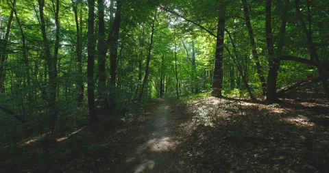 Landscapes  of beech forest Stock Footage 165832457