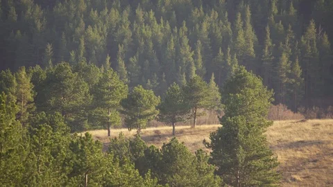 Landscapes coniferous forest and dry grass from a distance-4K-30fps Stock Footage 123721872