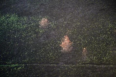 Landscapes devastated by forest fires in Courel Lugo Galicia Stock Photos