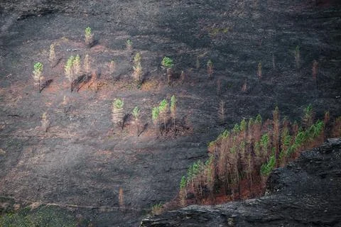 Landscapes devastated by forest fires in Courel Lugo Galicia Stock Photos