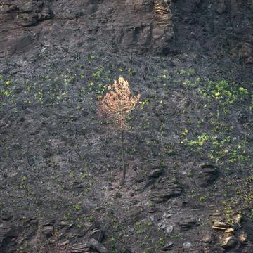 Landscapes devastated by forest fires in Courel Lugo Galicia Stock Photos