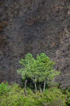 Landscapes devastated by forest fires in Courel Lugo Galicia Foto stock