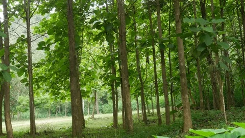 Landscapes Panoramic of tree pan camera Lamphun Thailand Stock Footage 77249632