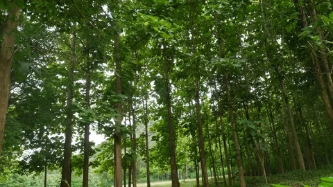 Landscapes Panoramic of tree pan camera Lamphun Thailand Stock Footage 77256850