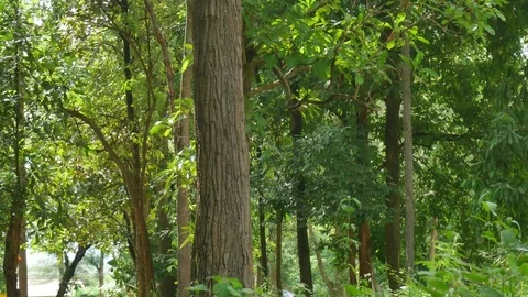 Landscapes Panoramic of tree pan camera Lamphun Thailand Stock Footage 77257743