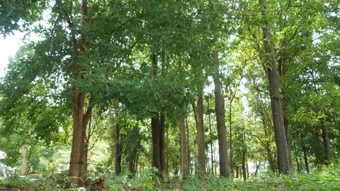 Landscapes Panoramic of tree pan camera Lamphun Thailand Stock Footage 77261324