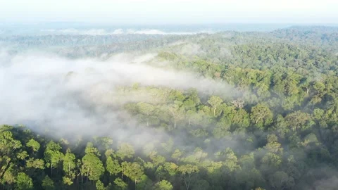 Landscapes view of low clouds at borneo forest Stock Footage 146690641