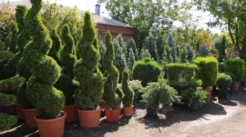 Landscaping and plants Stock Footage 46517498