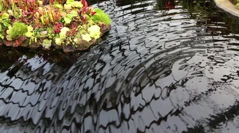 Landscaping with artificial pond in the Cloud Forest, Singapore Stock-Footage 49214099
