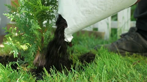 Landscaping. Backfilling acidic soil for young plants that have just been Video stock 199694452