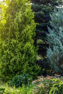 Landscaping of the backyard Stock Photos