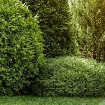 Landscaping of the backyard Stock Photos