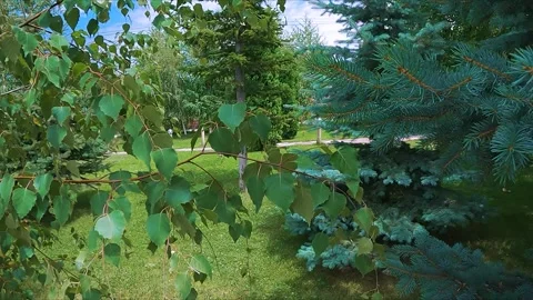 Landscaping in the garden Stock Footage 246427662
